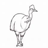 Cassowary Coloring Drawing Outline Birds 500px 97kb Getdrawings sketch template