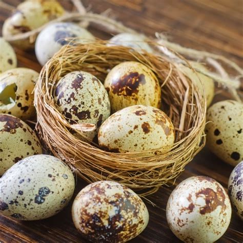 quail eggs  range dozen bay meat market