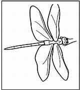 Dragonfly Coloring Pages Printable Kids Template sketch template