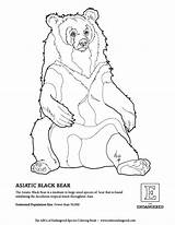 Pages Bear Coloring Getcolorings sketch template