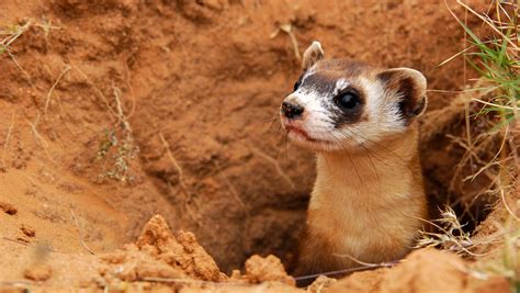 view black footed ferrets test conservationists