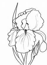 Flower Coloring Iris Pages Choose Board Flowers sketch template