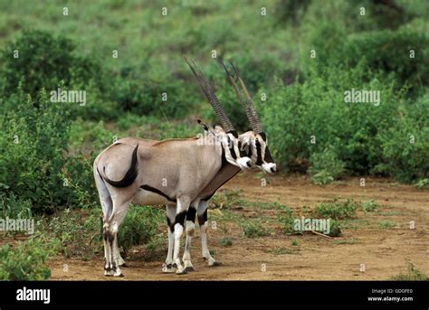 beisa images  res stock photography  images alamy