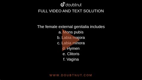 The Female External Genitalia Includes A Mons Pubis B Labia Majora C