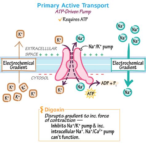 cell biology glossary active transport draw