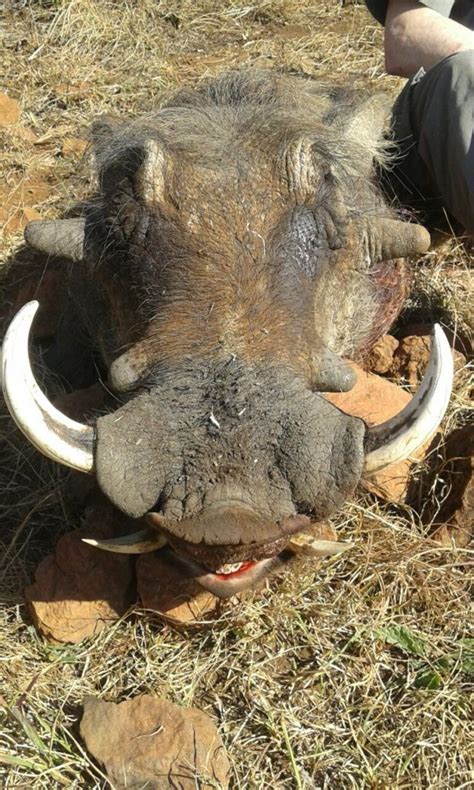 Trophy Warthog Hunting In South Africa Big Game Hunting Adventures