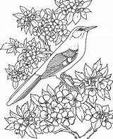 Coloring Mockingbird Pages Animal Amazing Flying Bird Color Birds Kids sketch template