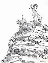 Mountain Drawing Goat Ink Rocky Mountains Drawings Sheep Coloring Bighorn Pencil Pages Grass Colorado Sketches Sketch Goats Barsotti Ciara Created sketch template