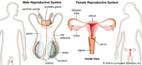 Reproduction And Sti S Healthy Body Healthy Mind