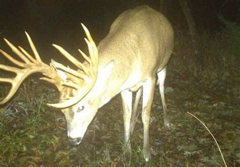 20 Monster Bucks That Will Make You Want To Buy A Trail Cam