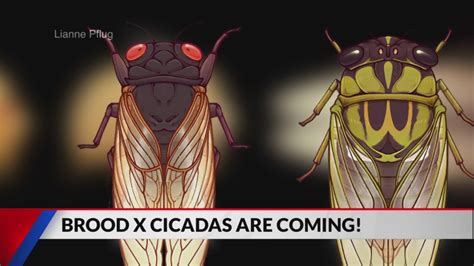 Preparing For Cicadas After 17 Years Underground Fox 59