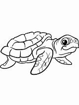 Turtle Coloring Sea Pages Printable Color Kids Print sketch template