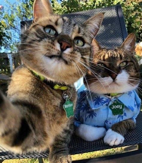 capture the purrfect cat selfies for national selfie day