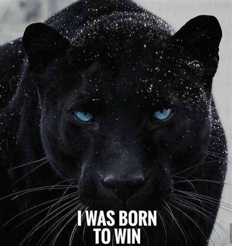 show your strength in 2020 dream motivation panther