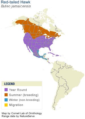 red tailed hawk life history   birds cornell lab  ornithology