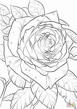 Rose Oklahoma Coloring Pages Drawing Ausmalbild Ausmalbilder Zum Cherokee Kostenlos Rosen Printable Mandala Roses Ausdrucken Supercoloring Kostenlose Flower Choose Board sketch template