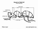 Ant Ants Exploringnature Observe Mound Animalia Downloading источник sketch template