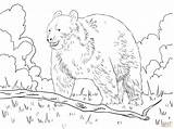 Bear Forest Coloring Bears Pages American Color Online Supercoloring sketch template