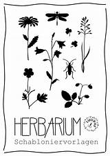 Herbarium Vorlagen Fabelwald Ideen Pinnwand sketch template
