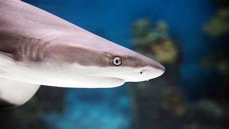  freshwater aquarium shark freshwater pet shark fish that look like