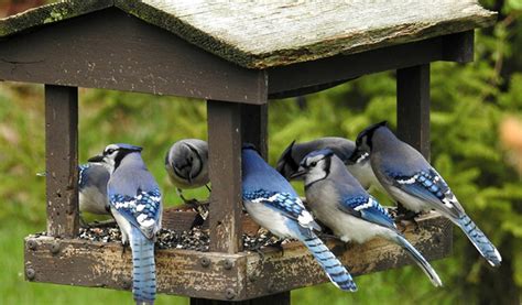 feeders  blue jays   bird nature