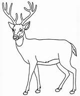 Coloring Deer Pages Print Tailed Colouring Printable Whitetail Kids Popular sketch template