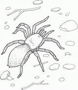 Tarantula Slipper Spider sketch template