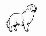 Golden Retriever Dog Coloring Colorear Coloringcrew sketch template