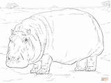 Coloring Hippopotamus Pages Hippo Hippopotamuses Search Again Bar Case Looking Don Print Use Find sketch template