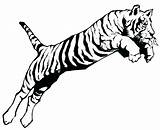 Tiger Coloring Pages Detroit Tigers Drawing Gif Jumping Color sketch template