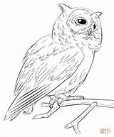 Owl Drawing Step Draw Coloring Realistic Pages Line Barn Easy Drawings Owls Simple Southern Faced Tutorials Christmas Supercoloring Getdrawings Beginners sketch template