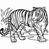 Tigre Tigres Tudodesenhos Coloringcity Myify sketch template