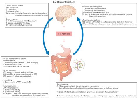 Sex Gender Differences In Irritable Bowel Syndrome Abstract Europe Pmc