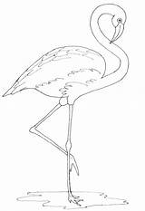 Flamingo Flamingos Line Pink Drawing Coloring Draw Drawings Painting Colouring Pattern Animal Templates Bird Paint Outline Stencil Color Decor Pages sketch template