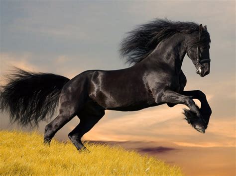 animals zoo park black horses black horse wallpapers  desktop