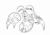 Tamatoa Granchio Moana Oceania Crab Cocco Coconut Perfido Coloradisegni Disegni sketch template