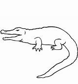 Croc Crocodile Coloring Pages Printable Clipart Reptiles sketch template