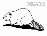 Beaver Coloring Pages Color Animals Animal Printable Sheet Print sketch template