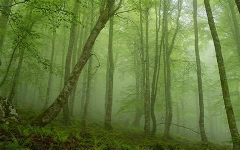 mystical forest wallpapers top  mystical forest backgrounds