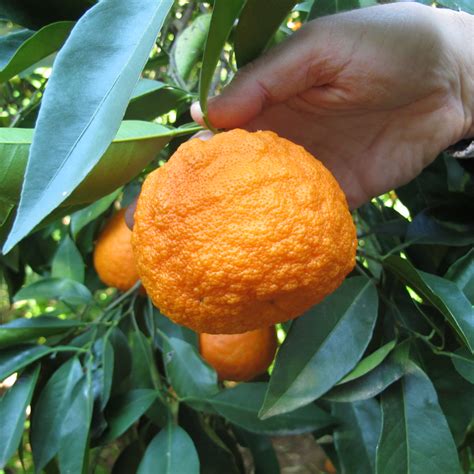 seville orange season farm visit tapas festival flavoured goodies