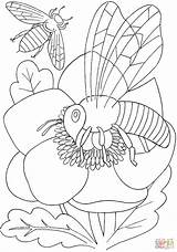 Coloring Pages Bee Flower Insect Insects Bees Kids Print Printable Drawing Color sketch template