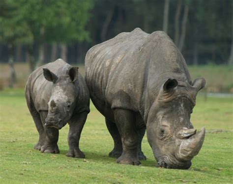 safaripark verrast neushoorn jong geboren tilburgersnl nieuws uit tilburg