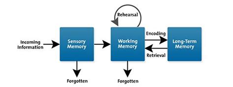 Human Memory Facts Types Summary And Key Aspects