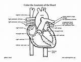 Coloring Heart Anatomy Pages Veins Worksheets Arteries Pdf Grade Math 4th Popular Exploringnature sketch template
