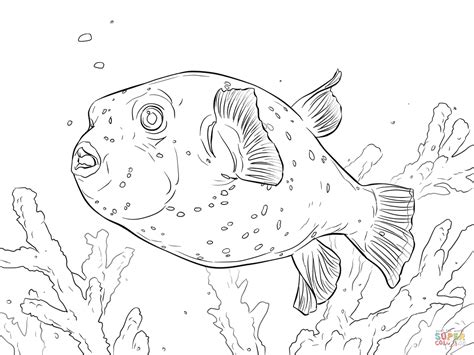 pufferfish coloring   designlooter