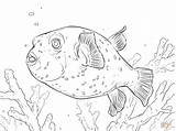 Coloring Puffer Pages Fish Pufferfish Drawing Spotted Printable Crafts Drawings sketch template