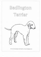 Coloring Bedlington Terrier Pages Puppy Crested Chinese sketch template