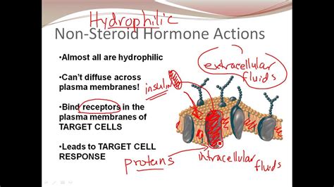 chapter   steroid hormones youtube