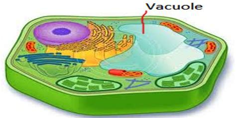 vacuole structure  function qs study