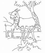 Goat Coloring Pages Goats Baby Kid Kids Billy Three Gruff Color Farm Animals Animal Boer Print Mom Desenho Cabra Clipart sketch template